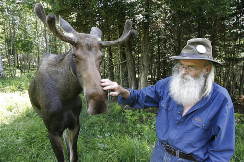 David Lawrence pets Pete, the moose he nursed back to health after a dog attack.