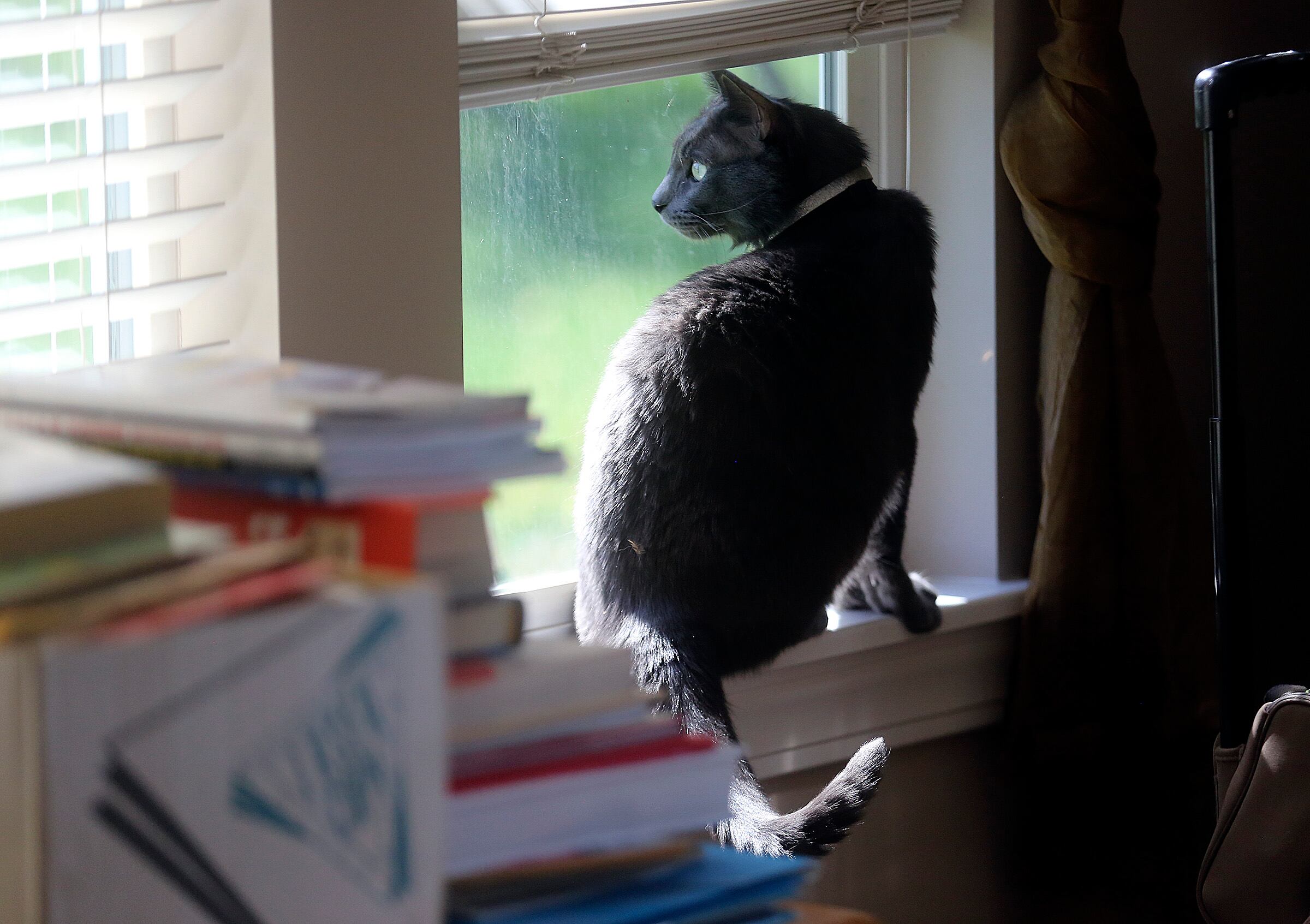 How to protect your pets from bird flu – Deseret News - Vimarsana News