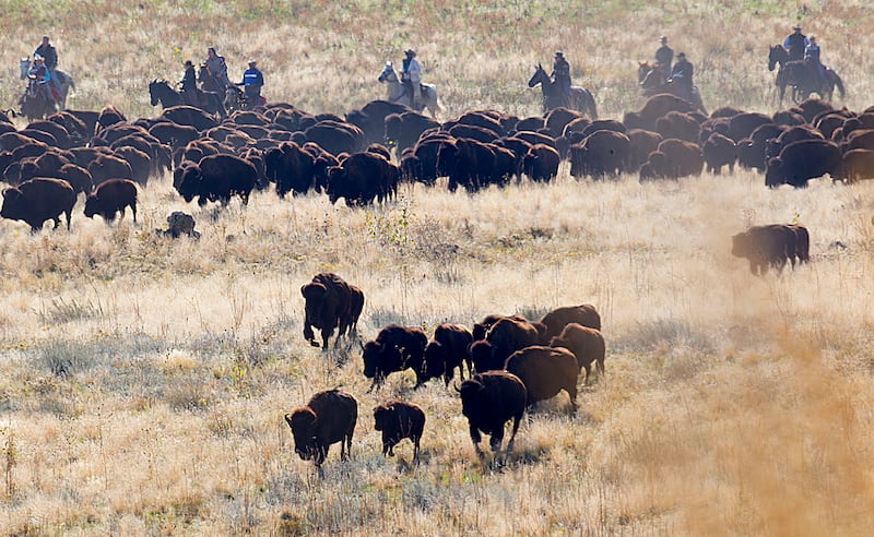 Horse riders push bison toward a holding corral during the 29th annual Antelope Island State Park Bison Roundup.
