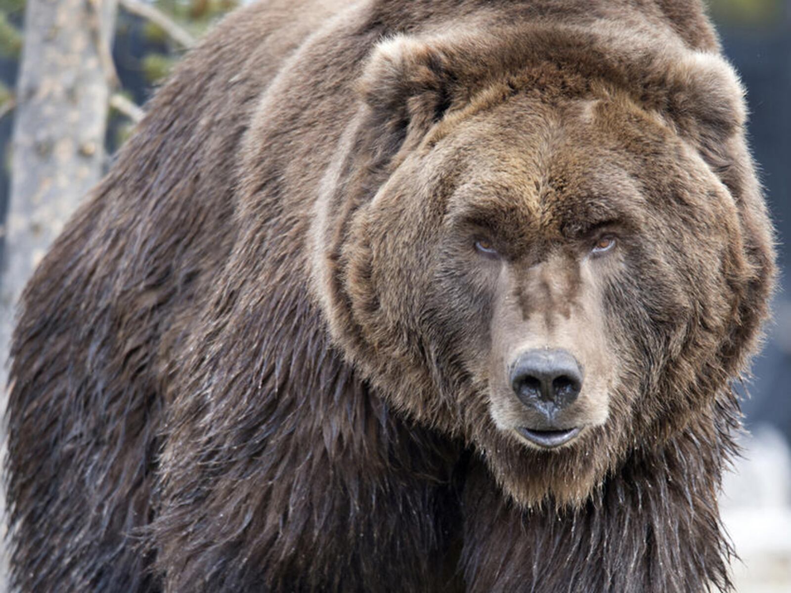 A grizzly bear is pictured in the Grizzly & Wolf Discovery Center in West Yellowstone, Mont.