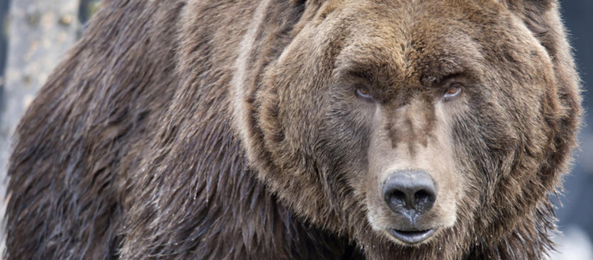 A grizzly bear is pictured in the Grizzly & Wolf Discovery Center in West Yellowstone, Mont.