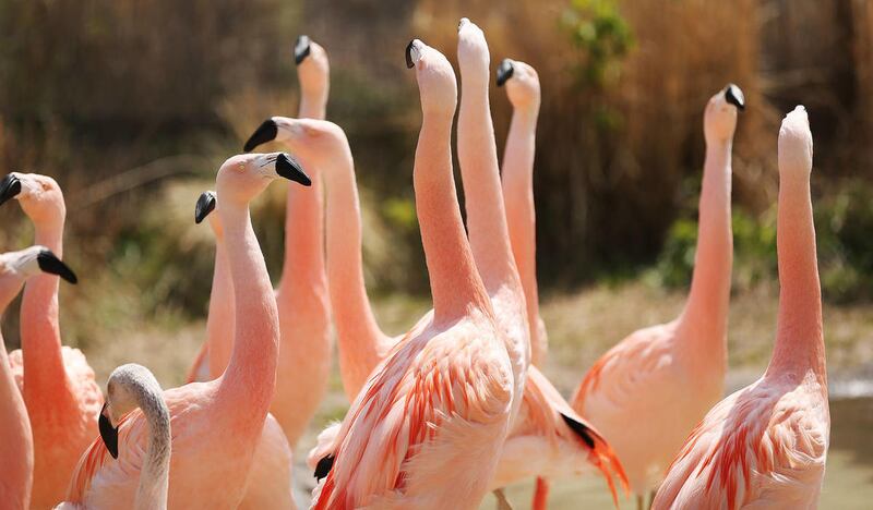 Flamingos roam during Earth Day at Tracy Aviary in Salt Lake City Wednesday, April 22, 2015. The aviary unveiled a new solar power solution in the flamingo habitat.