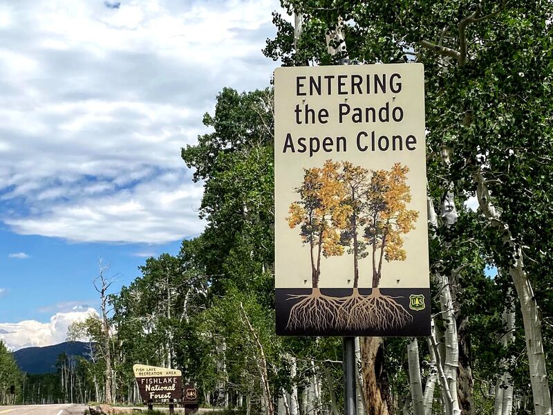 The Pando aspen clone is located in the Fishlake National Forest in central Utah.