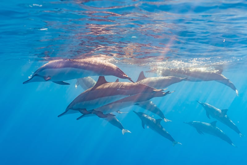 A pod of dolphins swim in the ocean.
