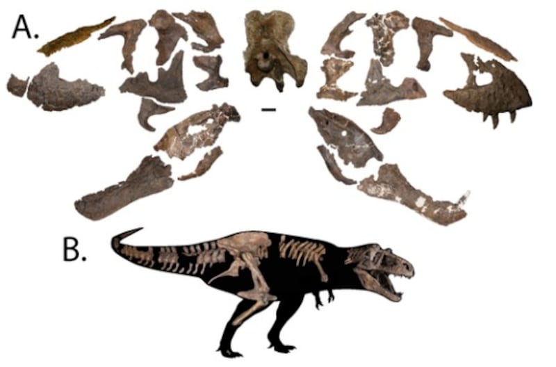 A Canada fossil site just found the heaviest Tyrannosaurus rex specimen ever found, and it apparently weighed 19,500 pounds.