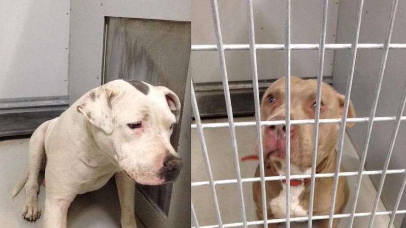 According to the Davis County Animal Care and Control, none of the dogs, including the victim in Monday's attack, were spayed or neutered. Experts say dogs that are not spayed or neutered are more likely to attack or bite someone than those that have been