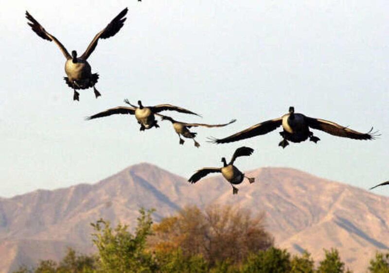 Biologists are seeking input about a possible goose-hunting change in northern Utah for the 2016–2017 season.