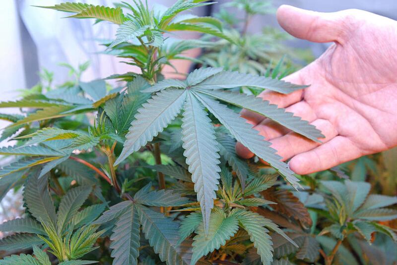 This April 21, 2011 photos shows marijuana growing in the home of two medical marijuana patients in Medford, Ore. Former state troopers in the Oregon Legislature have revived a bill to make it tougher for doctors to authorize patients to use marijuana for