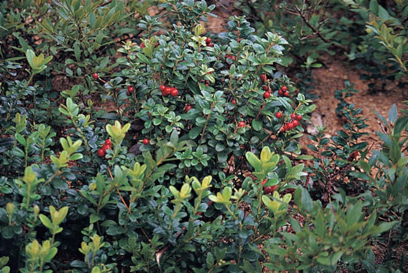 This photo taken Nov. 9, 2009 shows lingonberries. It is as a backyard fruit that lingonberry really shines. First, for its looks. Picture a bushy plant, no more than a half-foot high, covered with leaves that are as dainty as mouse ears and as lustrous g