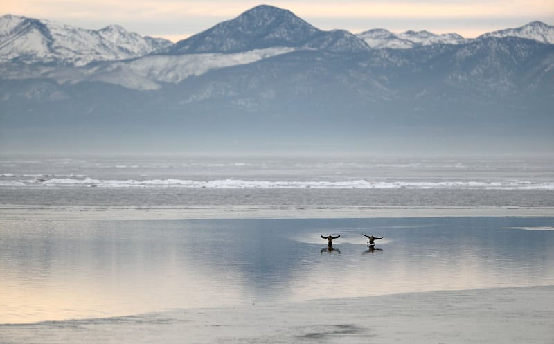 Ducks around Utah Lake near Utah Lake State Park in Provo, Utah.