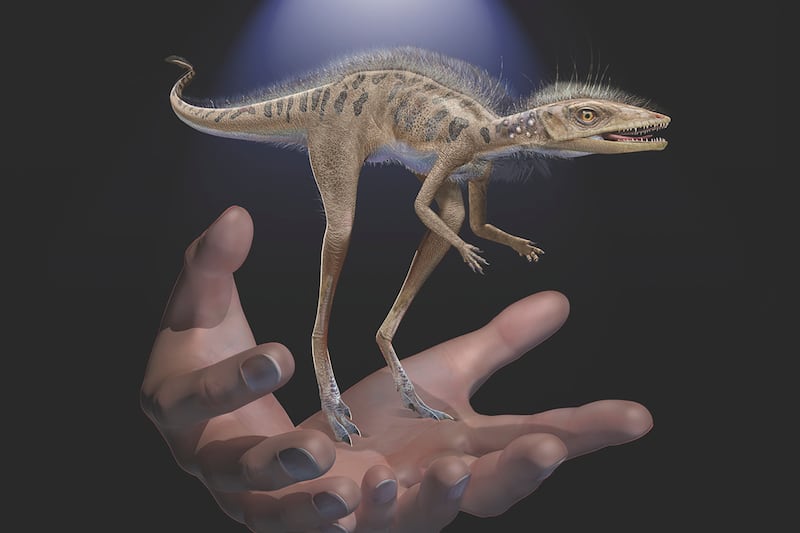 This illustration provided by the American Museum of Natural History in July 2020 depicts a Kongonaphon kely, a newly described reptile near the ancestry of dinosaurs and pterosaurs, shown to scale with human hands. Kongonaphon lived roughly 237 million years ago.