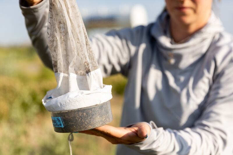 Angelena Todaro collects a mosquito trap in Salt Lake City.