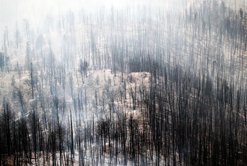 Burned trees from the Coal Hollow Fire are pictured on Thursday, Aug. 9, 2018.