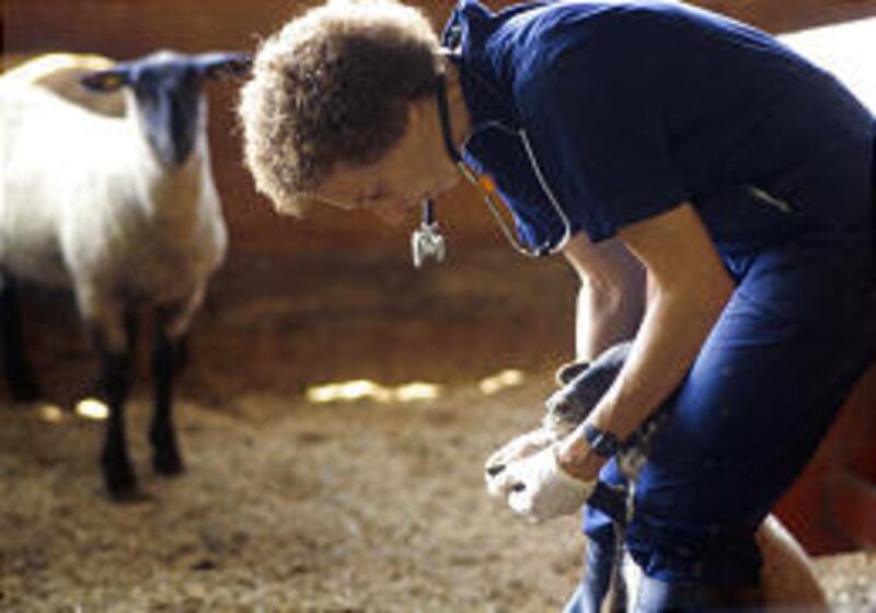 A veterinarian with Animal Plant Health Inspection Service conducts tests for scrapie disease. Federal officials are hoping to eliminate scrapie from herds in the United States by the end of 2010.