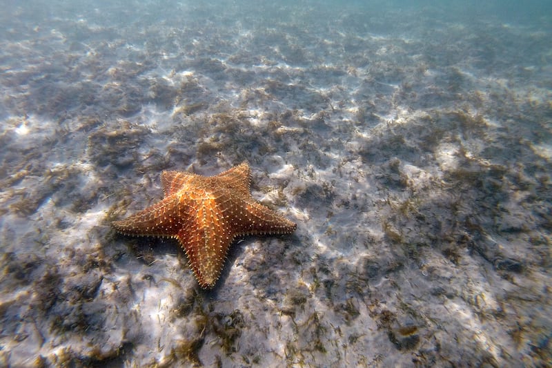 A starfish is seen off the shore of Peanut Island on  March 15, 2020, in West Palm Beach, Fla.