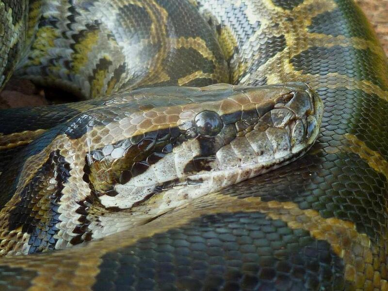 Pythons are considered a destructive and invasive species in Florida