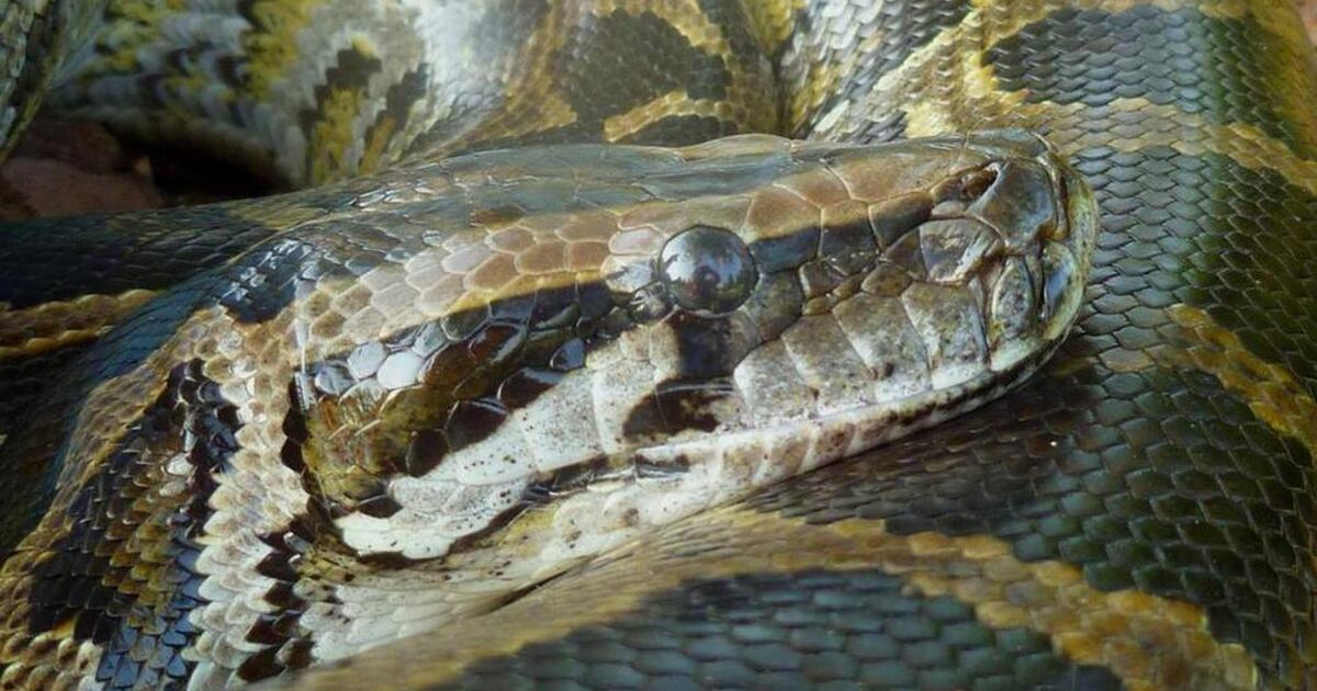 Large Python Bowl Florida hunters catch 80 pythons during week long 2020 Python Bowl ...