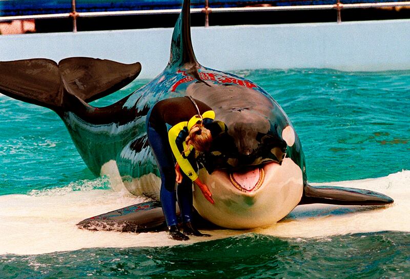 Trainer Marcia Hinton pets Lolita, a captive orca whale, during a performance at the Miami Seaquarium in Miami, March 9, 1995. An unlikely coalition made up of a theme park owner, an animal rights group, a mayor and a philanthropist who owns an NFL team announced Thursday, March 30, 2023, that a plan is in place to return Lolita — an orca that has lived in captivity at the Miami Seaquarium for more than 50 years — to its home waters in the Pacific Northwest.