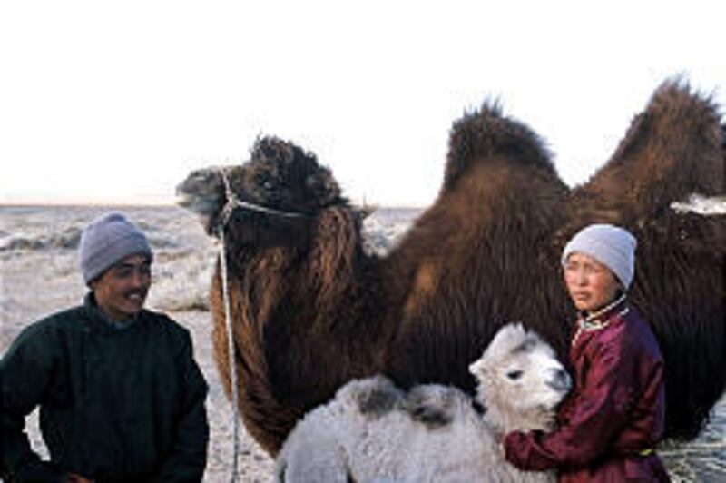 Ingen Temee, the mother camel, and Botok, the baby camel, are cared for by Mother, Odgerel Ayusch, and Father, Ikhbayar Amgaabazar.