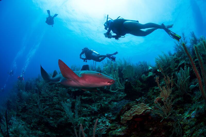Scuba divers explore the waters and marine life in Belize.