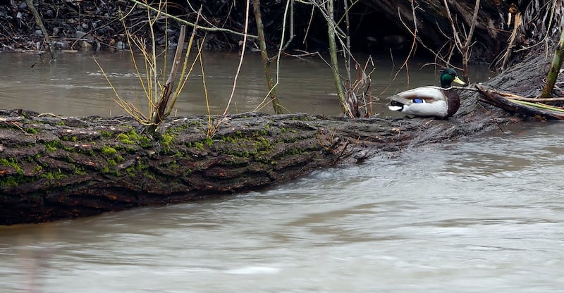A duck sits on a log in the Logan River on April 18, 2011, near the Logan River Parkway.