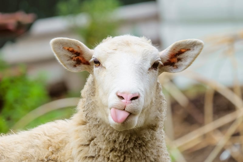 Looking for something unique to do this fall? How about a sheep parade in southern Utah.