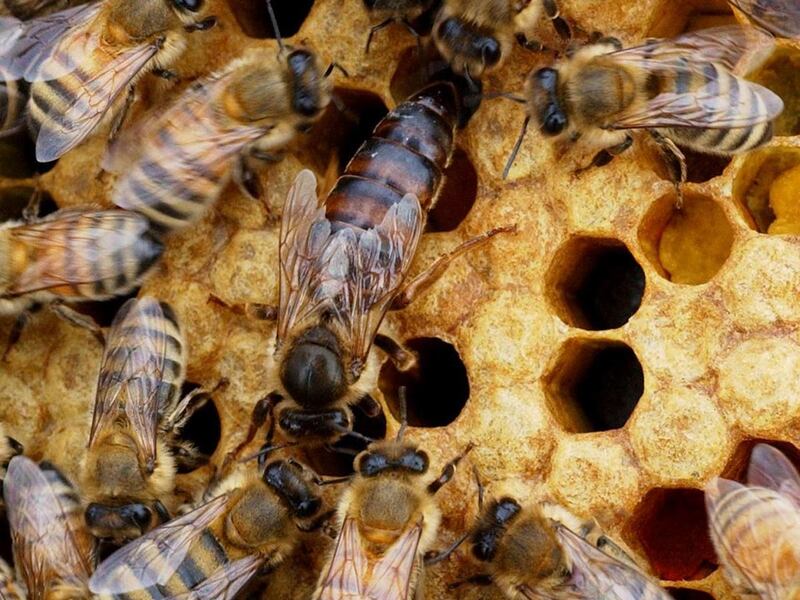 Two brothers in Davis County have lost a lot of money because someone stole their bees.