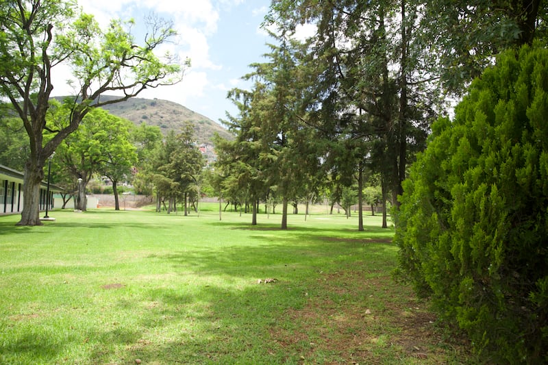 Trees at the Mexico Missionary Training Center of The Church of Jesus Christ of Latter-day Saints in Mexico City, Mexico, are pictured.