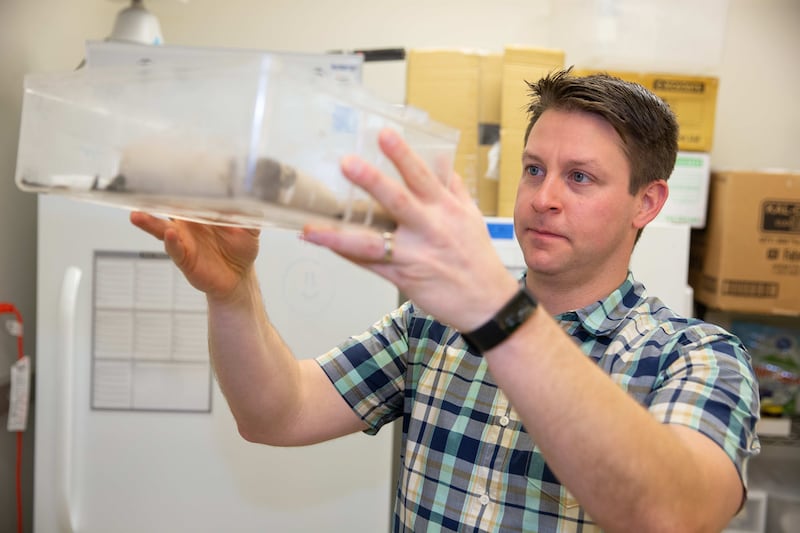 University of Cincinnati professor Joshua Benoit studies Pacific beetle-mimic cockroaches in his lab.