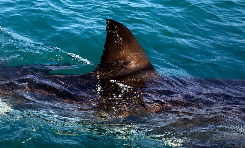 The fin of a great white shark is seen swimming past a research boat in the waters off Gansbaai, South Africa.