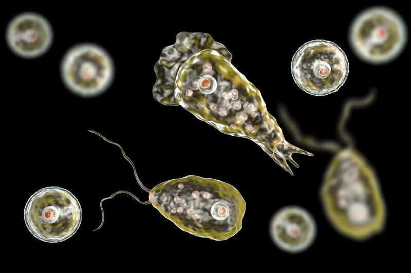 The brain-eating amoeba infection, naegleriasis, has been blamed for the death of a man at a Texas surf resort. Seen here are flagellate forms, trophozites and cysts of the parasite Naegleria fowleri.