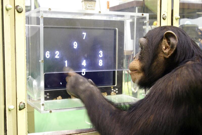 In this Dec. 13, 2006 photo provided by the Primate Research Institute of Kyoto University, a 5 1/2-year-old chimpanzee named Ayumu performs a memory test with randomly-placed consecutive Arabic numerals, which are later masked, accurately duplicating the