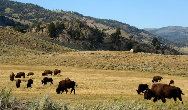 In this Aug. 3, 2016 file photo, a herd of bison grazes in the Lamar Valley of Yellowstone National Park in Wyo. A 53-year-old Illinois man who fell to his death in Yellowstone National Park in 2017 was looking for a supposed hidden cache of gold and jewels.