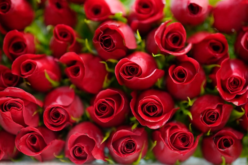 Roses are displayed in Bogota, Colombia, before being shipped to the U.S. ahead of Valentine’s Day